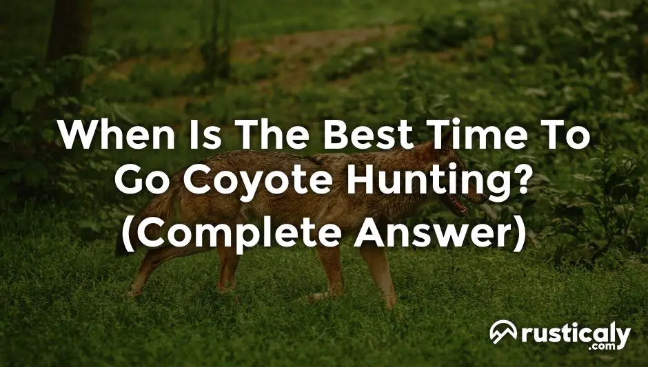 when is the best time to go coyote hunting