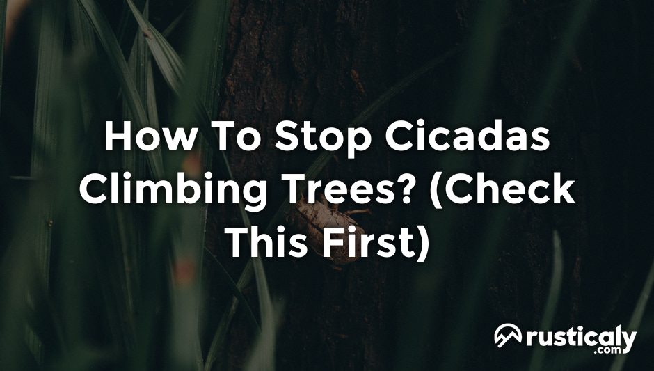 how to stop cicadas climbing trees