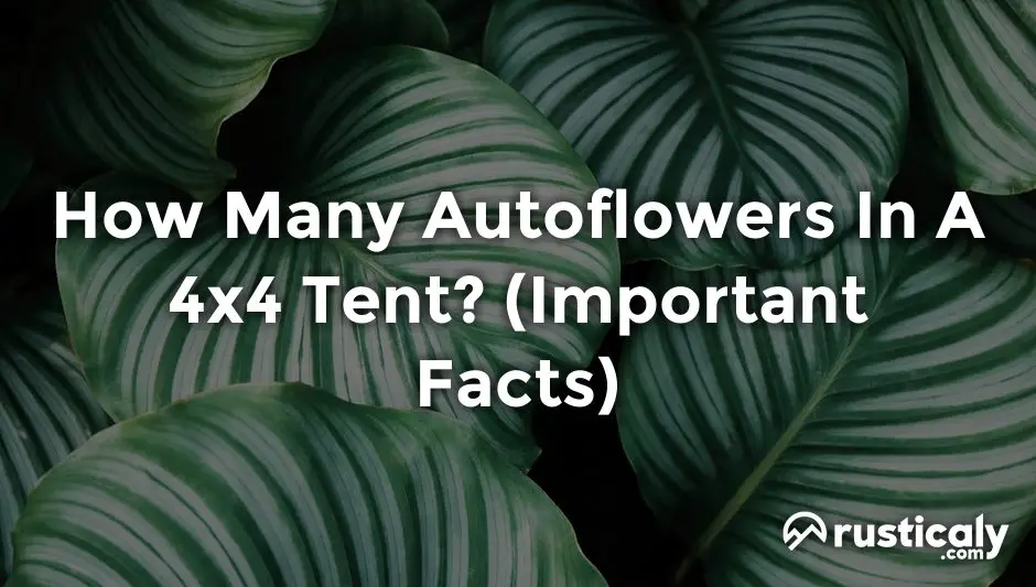 how many autoflowers in a 4x4 tent