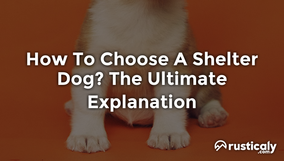 how to choose a shelter dog