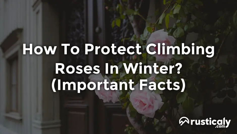how to protect climbing roses in winter
