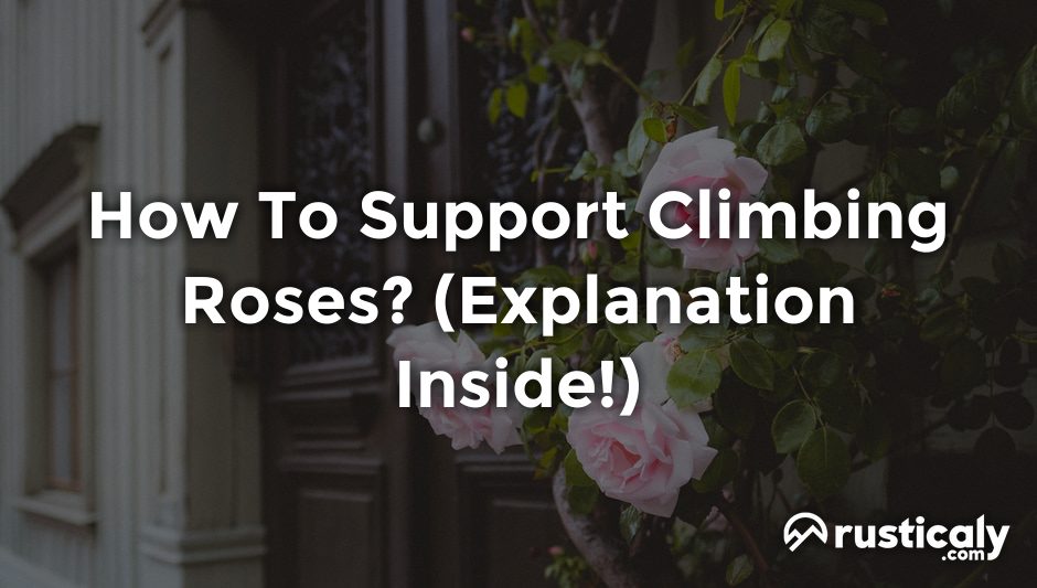 how to support climbing roses