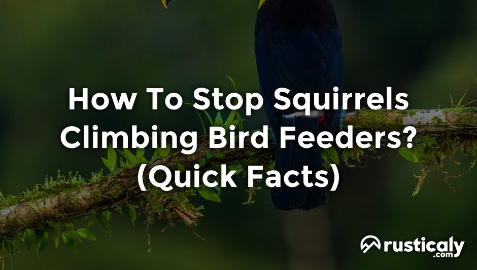 how to stop squirrels climbing bird feeders