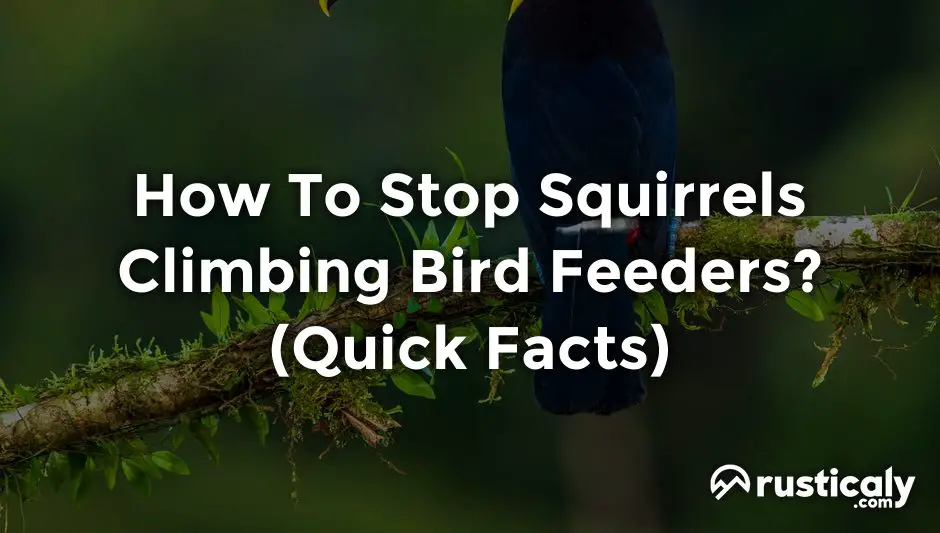 how to stop squirrels climbing bird feeders