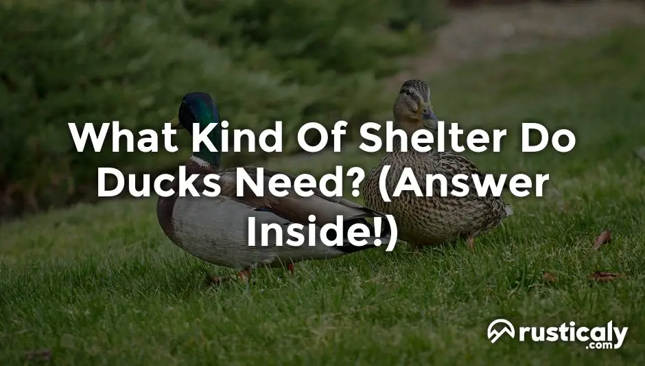what kind of shelter do ducks need