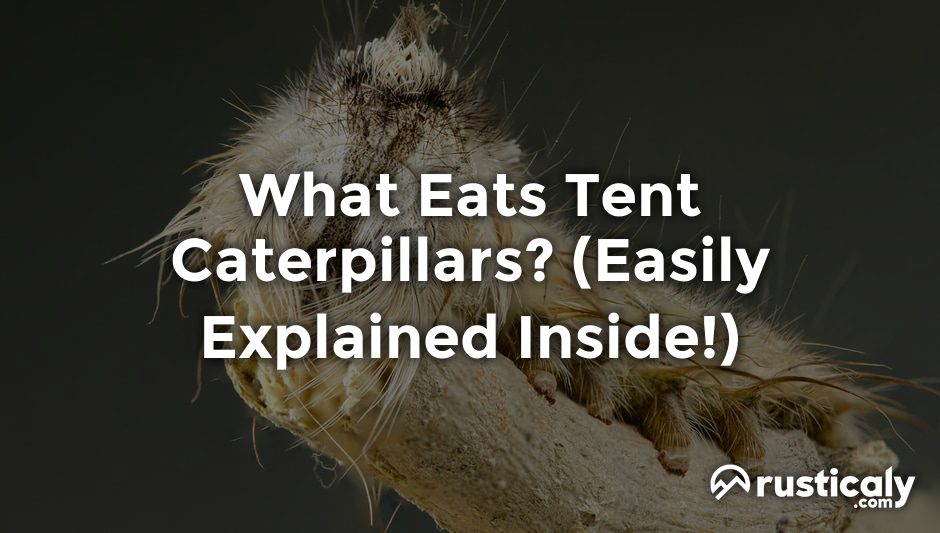 what eats tent caterpillars