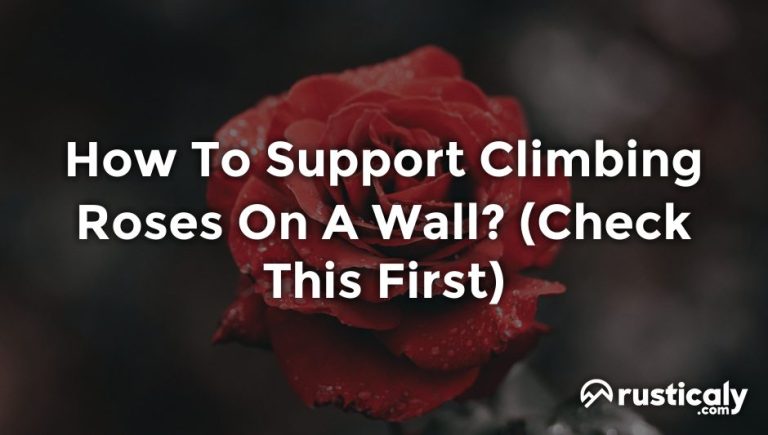 how to support climbing roses on a wall