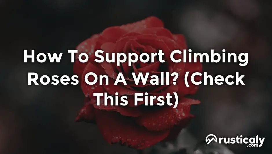 how to support climbing roses on a wall