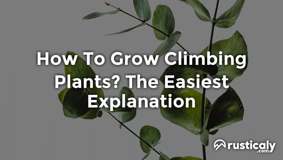 how to grow climbing plants