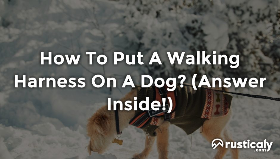 how to put a walking harness on a dog