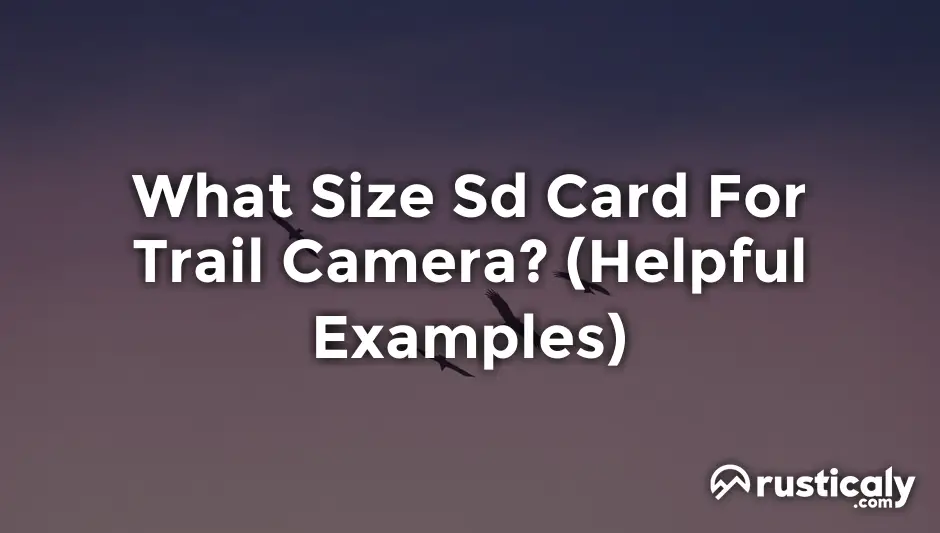 What Size Sd Card For Trail Camera? (Detailed Guide)