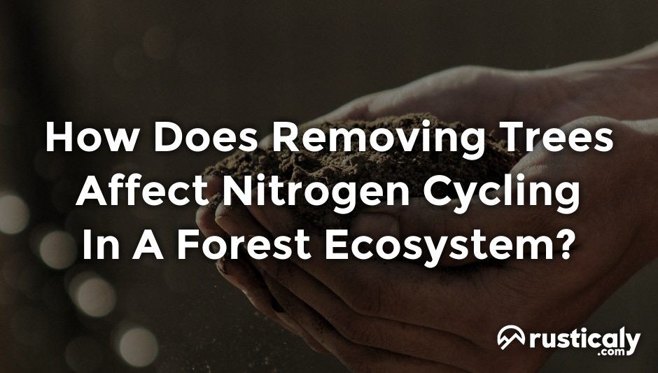 how does removing trees affect nitrogen cycling in a forest ecosystem?