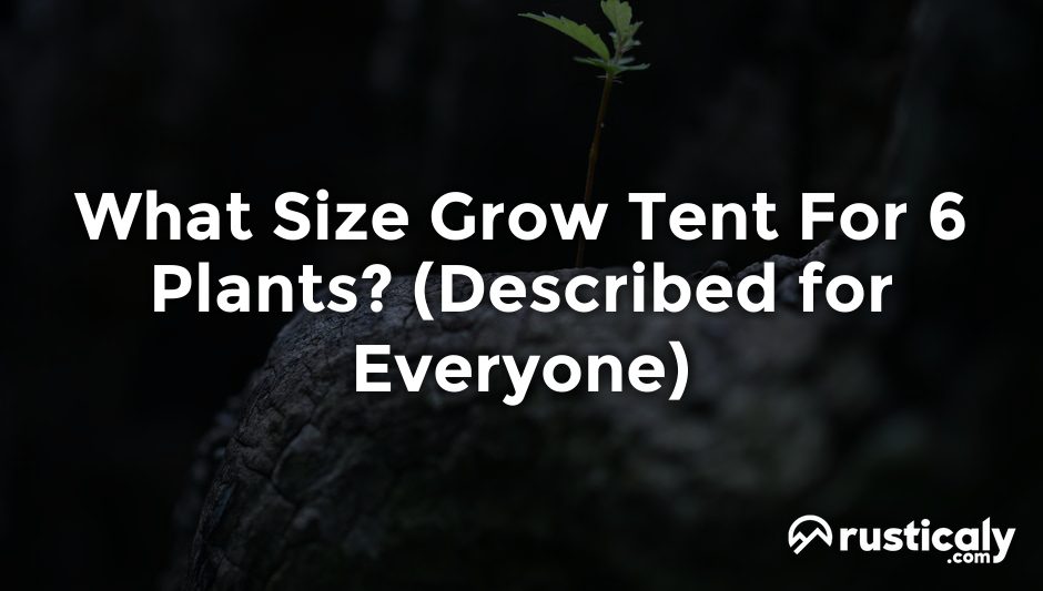 what size grow tent for 6 plants