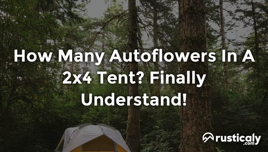 how many autoflowers in a 2x4 tent