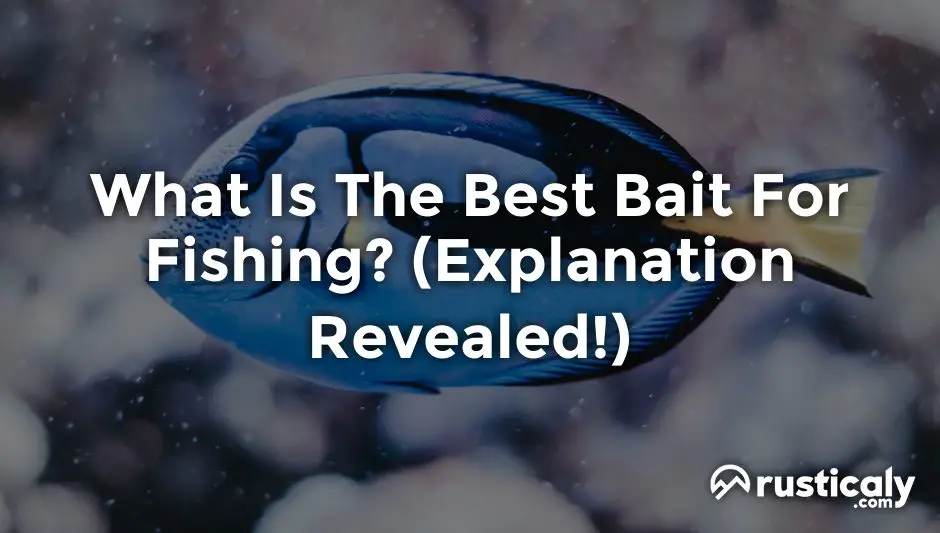 What Is The Best Bait For Fishing? (Explanation Inside!)
