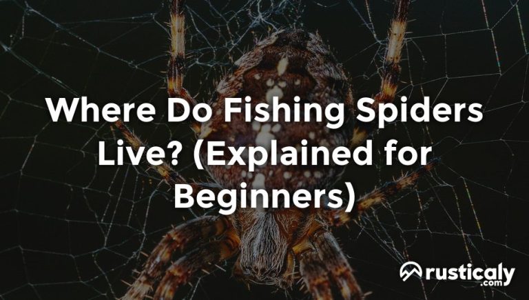 where do fishing spiders live