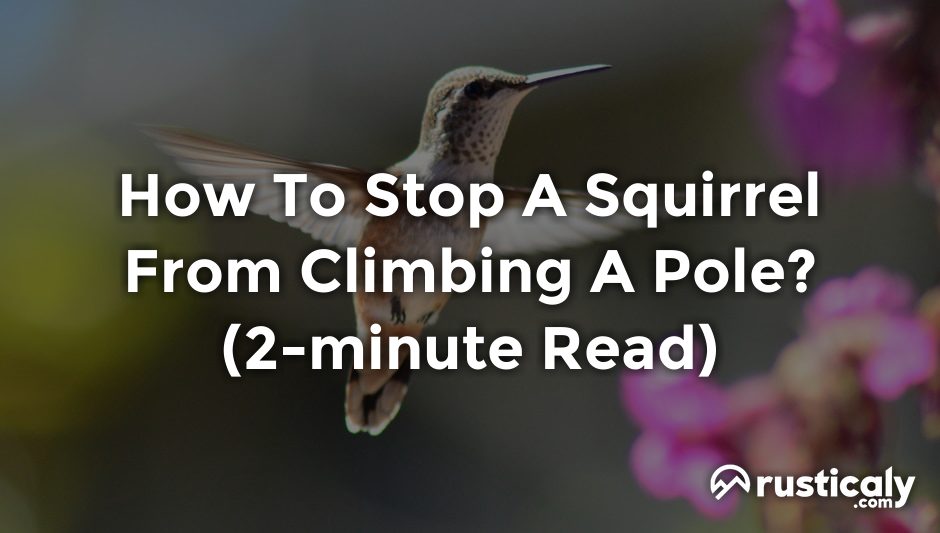 how to stop a squirrel from climbing a pole