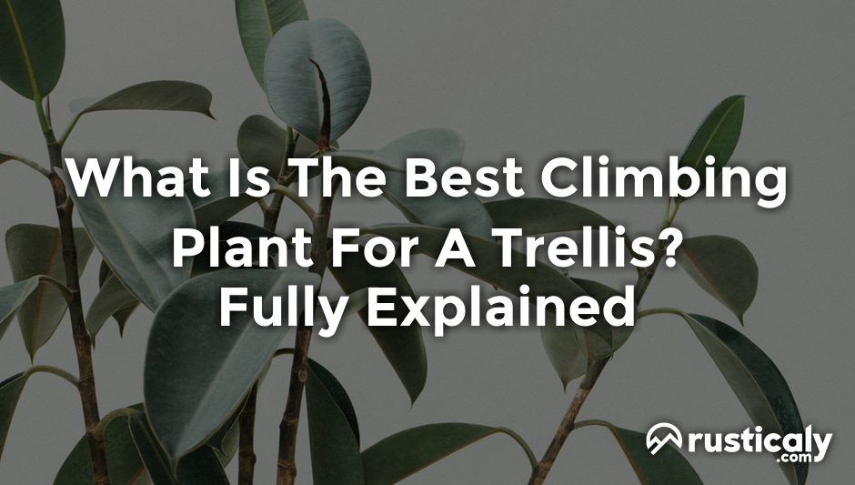 what is the best climbing plant for a trellis