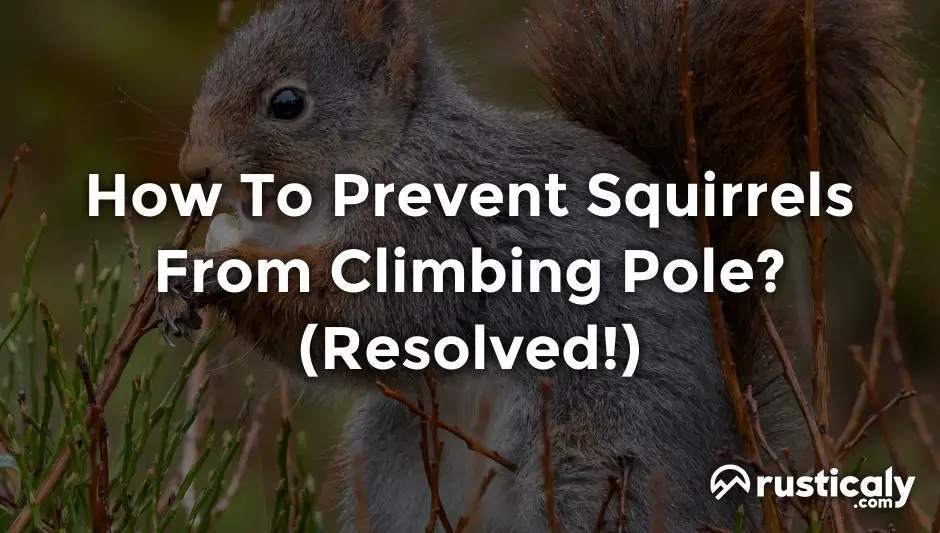 how to prevent squirrels from climbing pole