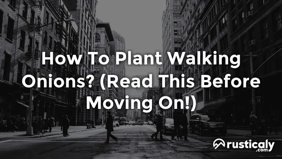 how to plant walking onions