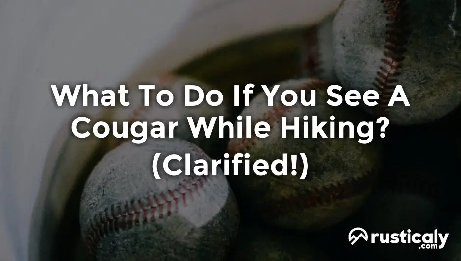 what to do if you see a cougar while hiking