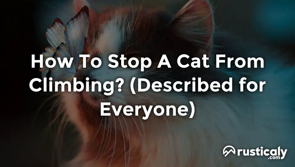 how to stop a cat from climbing