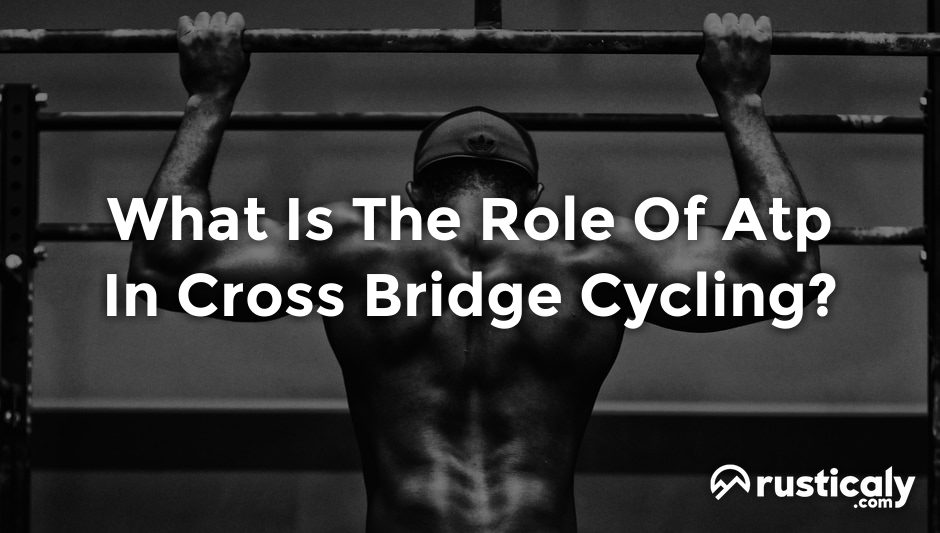 what is the role of atp in cross bridge cycling?