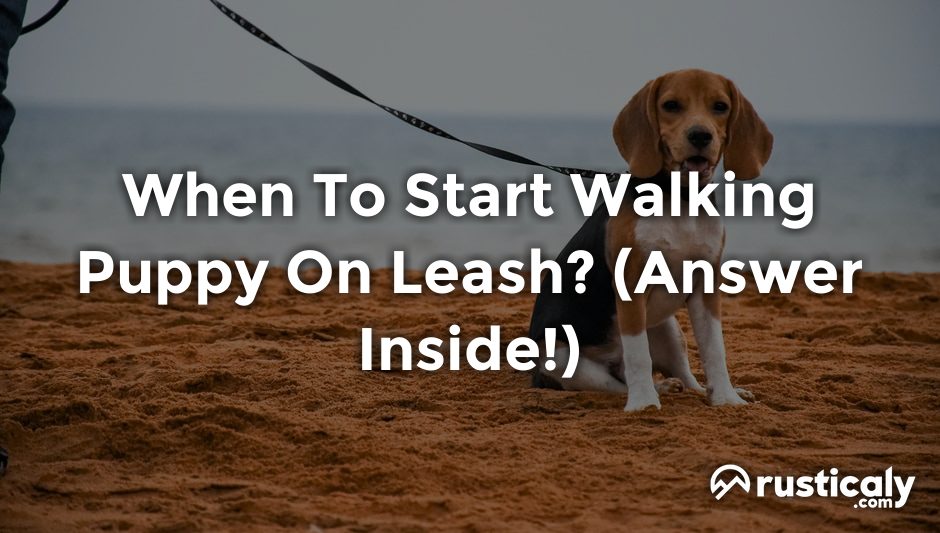 when to start walking puppy on leash