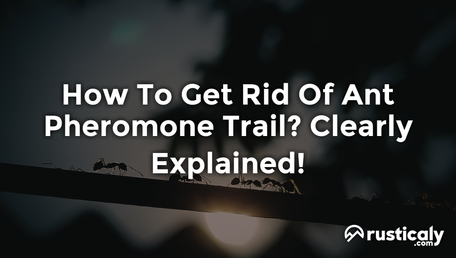 how to get rid of ant pheromone trail