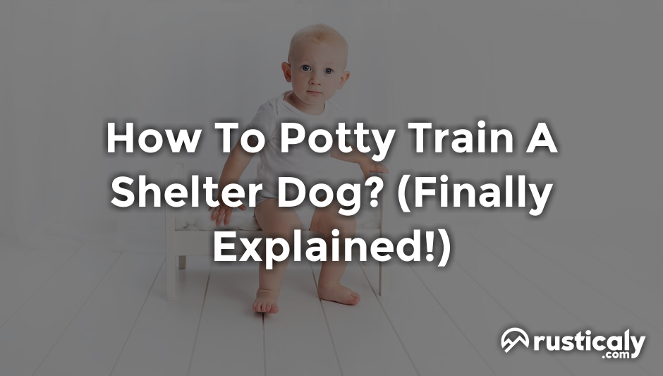 how to potty train a shelter dog