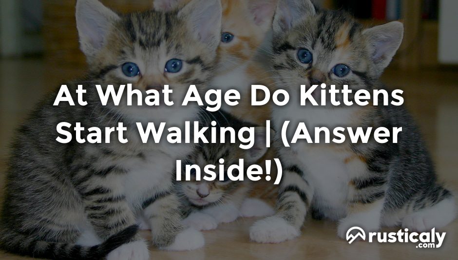 at what age do kittens start walking