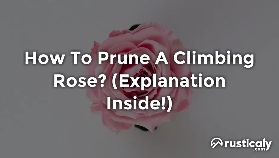how to prune a climbing rose