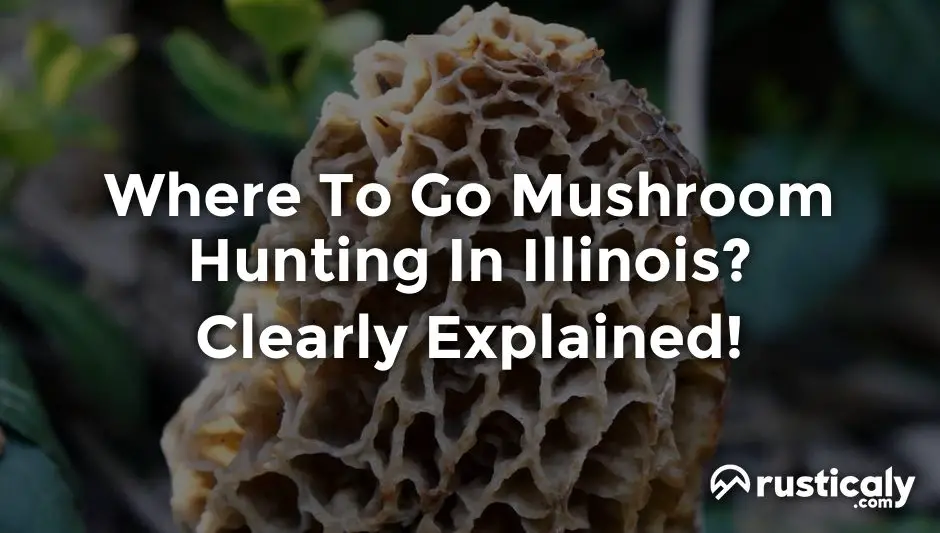 where to go mushroom hunting in illinois