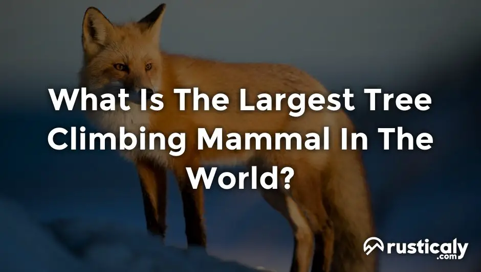 what is the largest tree climbing mammal in the world?