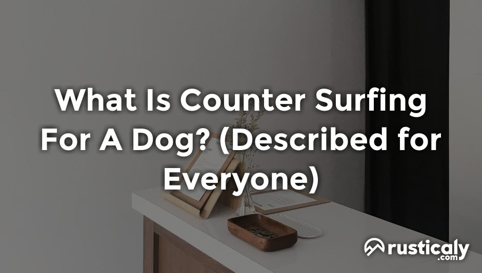 what is counter surfing for a dog