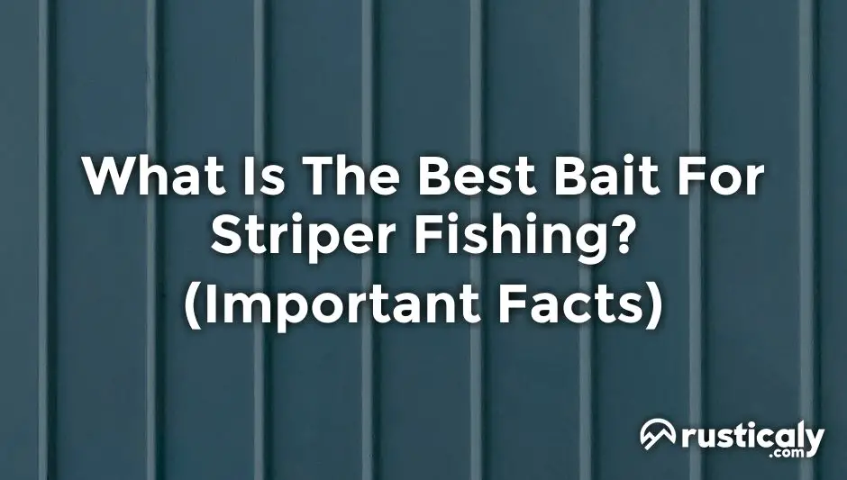 what is the best bait for striper fishing