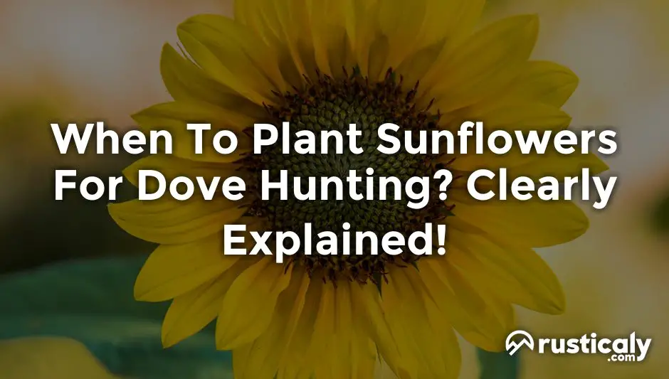 when to plant sunflowers for dove hunting