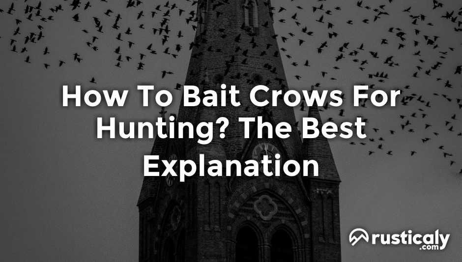 how to bait crows for hunting