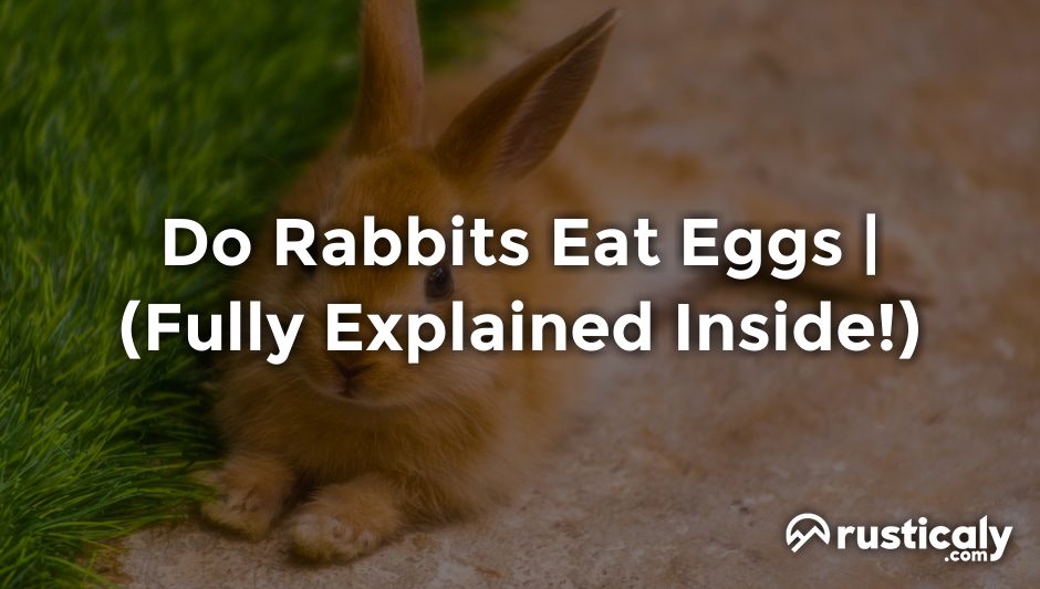 do rabbits eat eggs