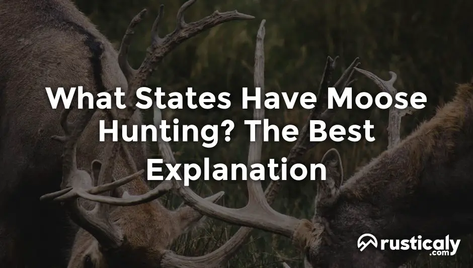 what states have moose hunting