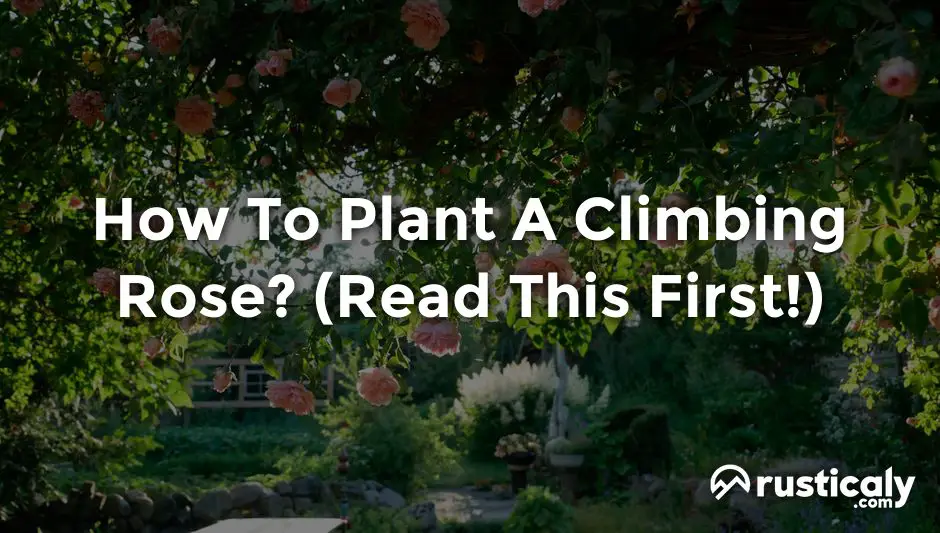how to plant a climbing rose
