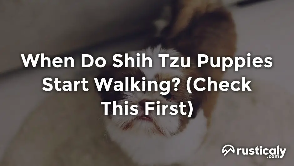 when do shih tzu puppies start walking