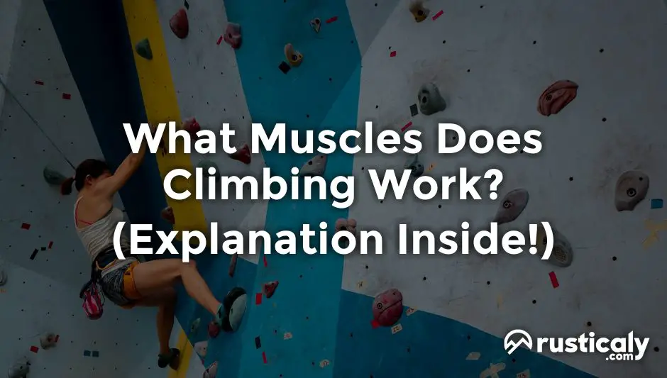 What Muscles Does Climbing Work? (Described for Everyone)