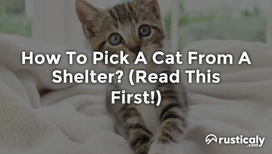 how to pick a cat from a shelter