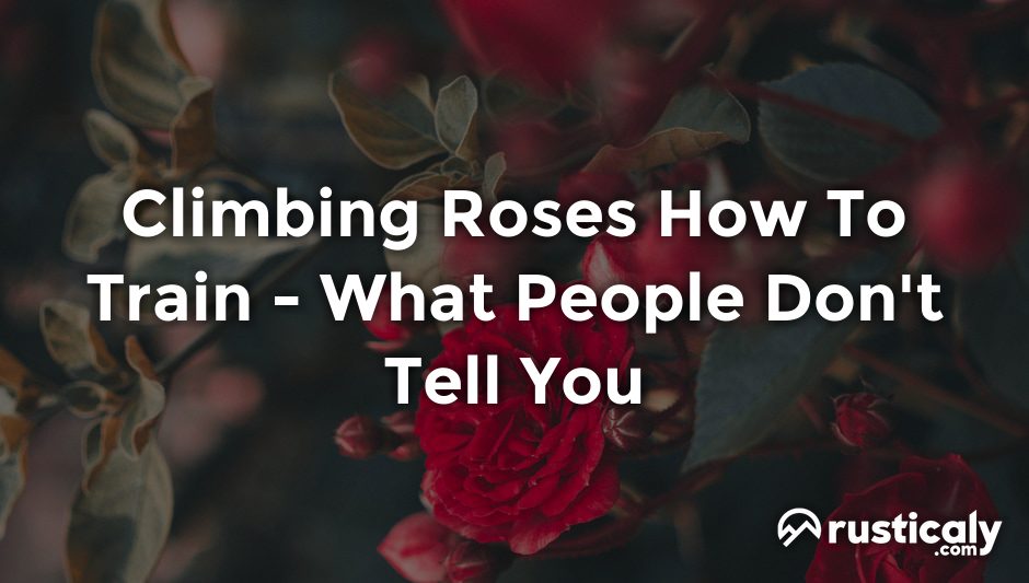 climbing roses how to train