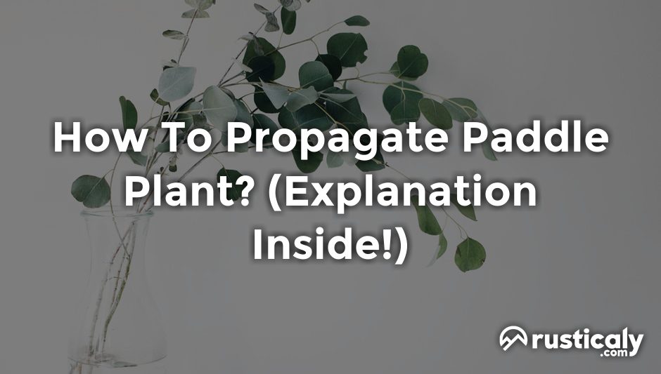 how to propagate paddle plant
