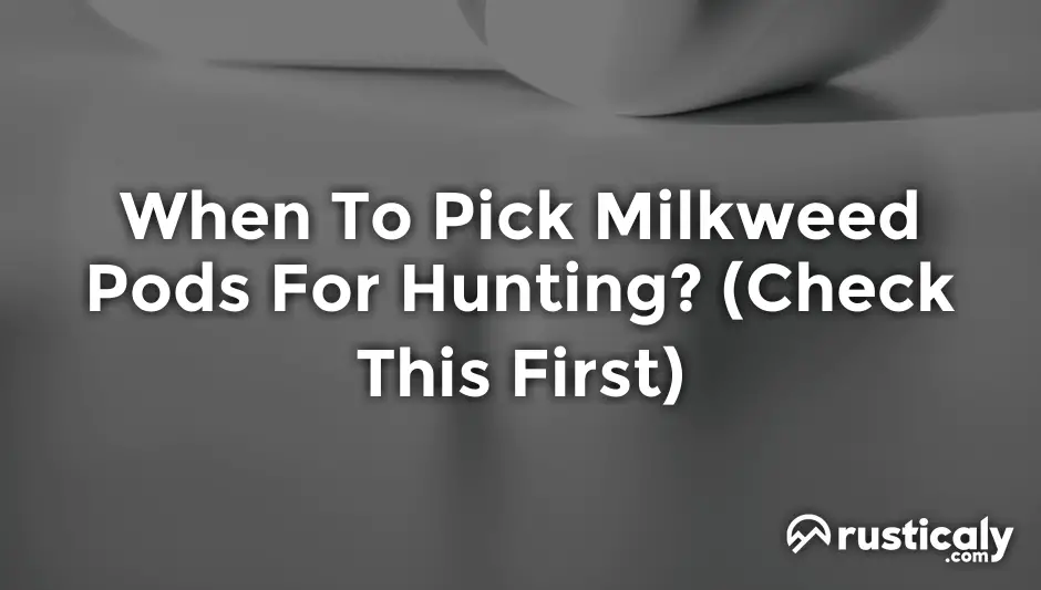 when to pick milkweed pods for hunting