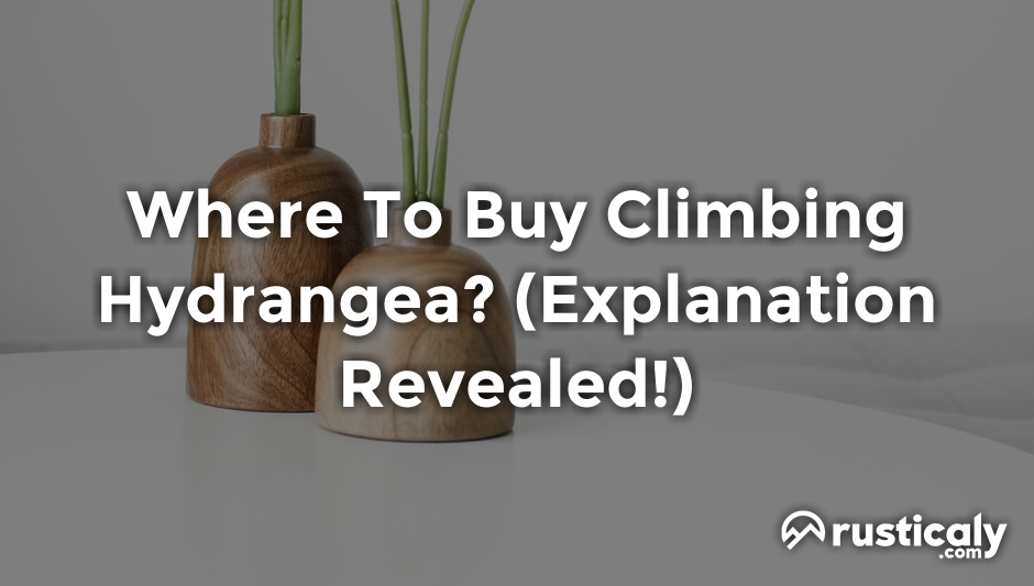 where to buy climbing hydrangea