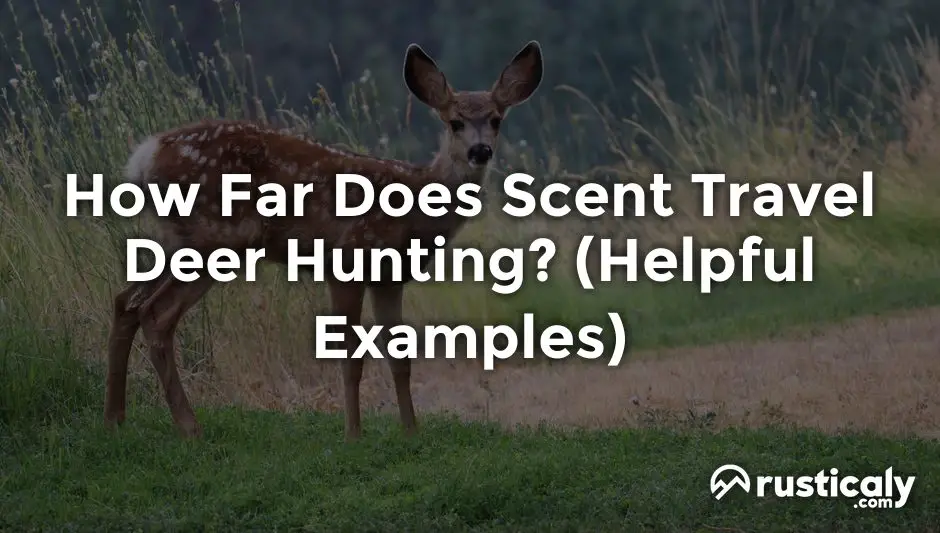 how far does scent travel deer hunting