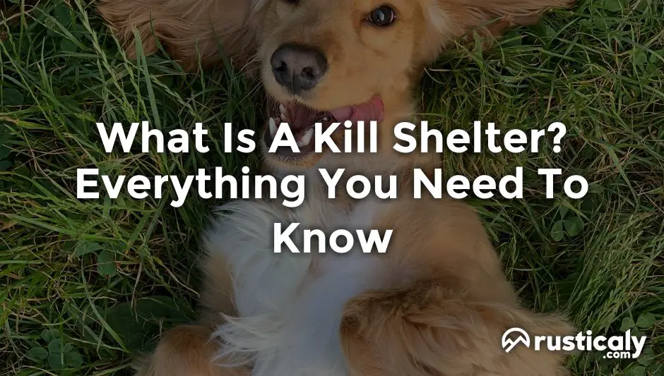 what is a kill shelter